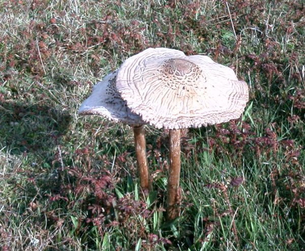 Fungus