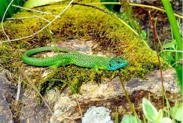 Green Lizard