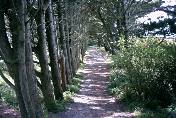 Foot Path to Dunes